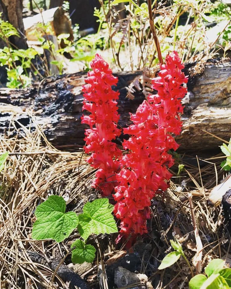 Some more beauty along the way. 