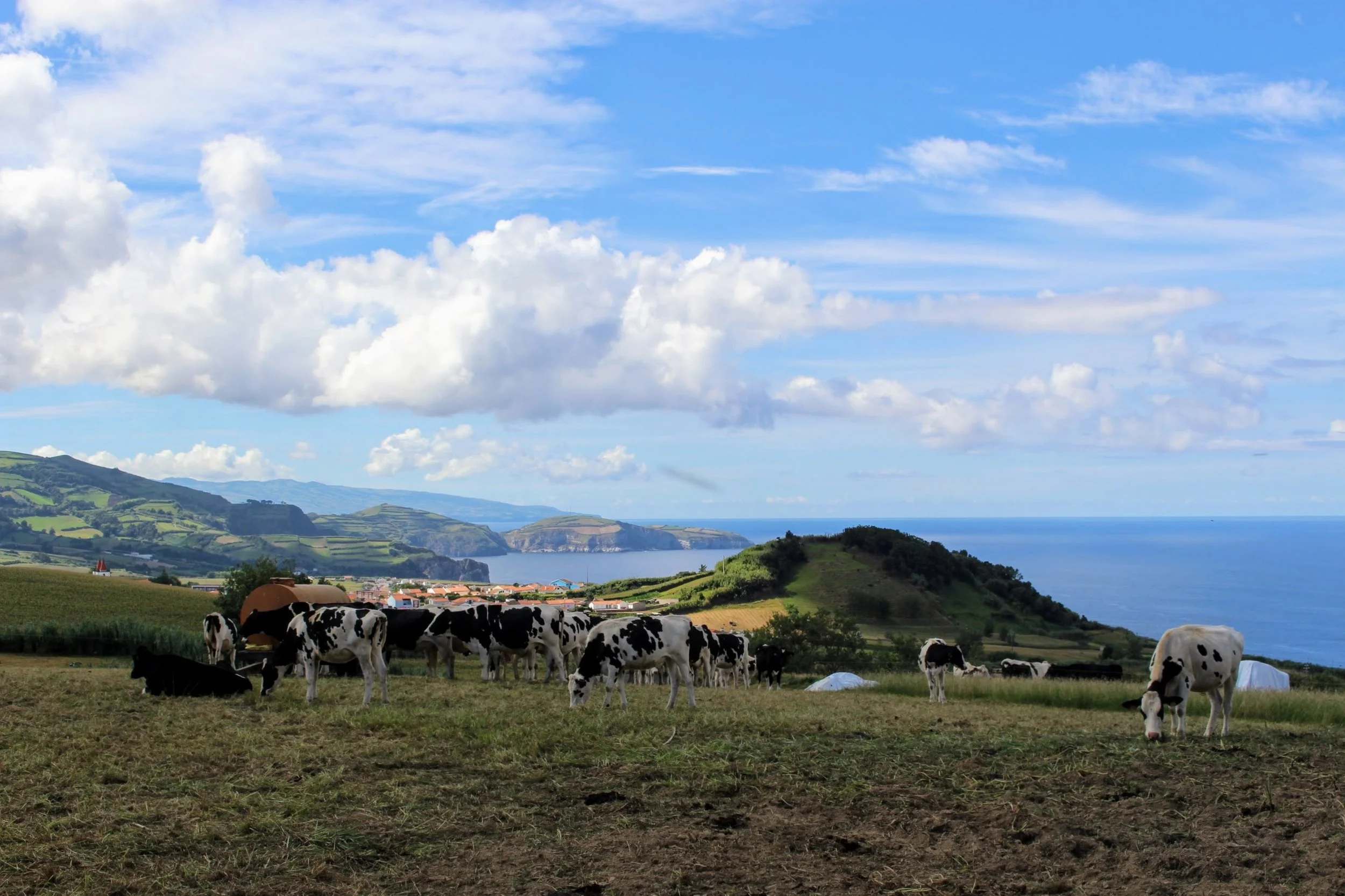 The cows on the property. 