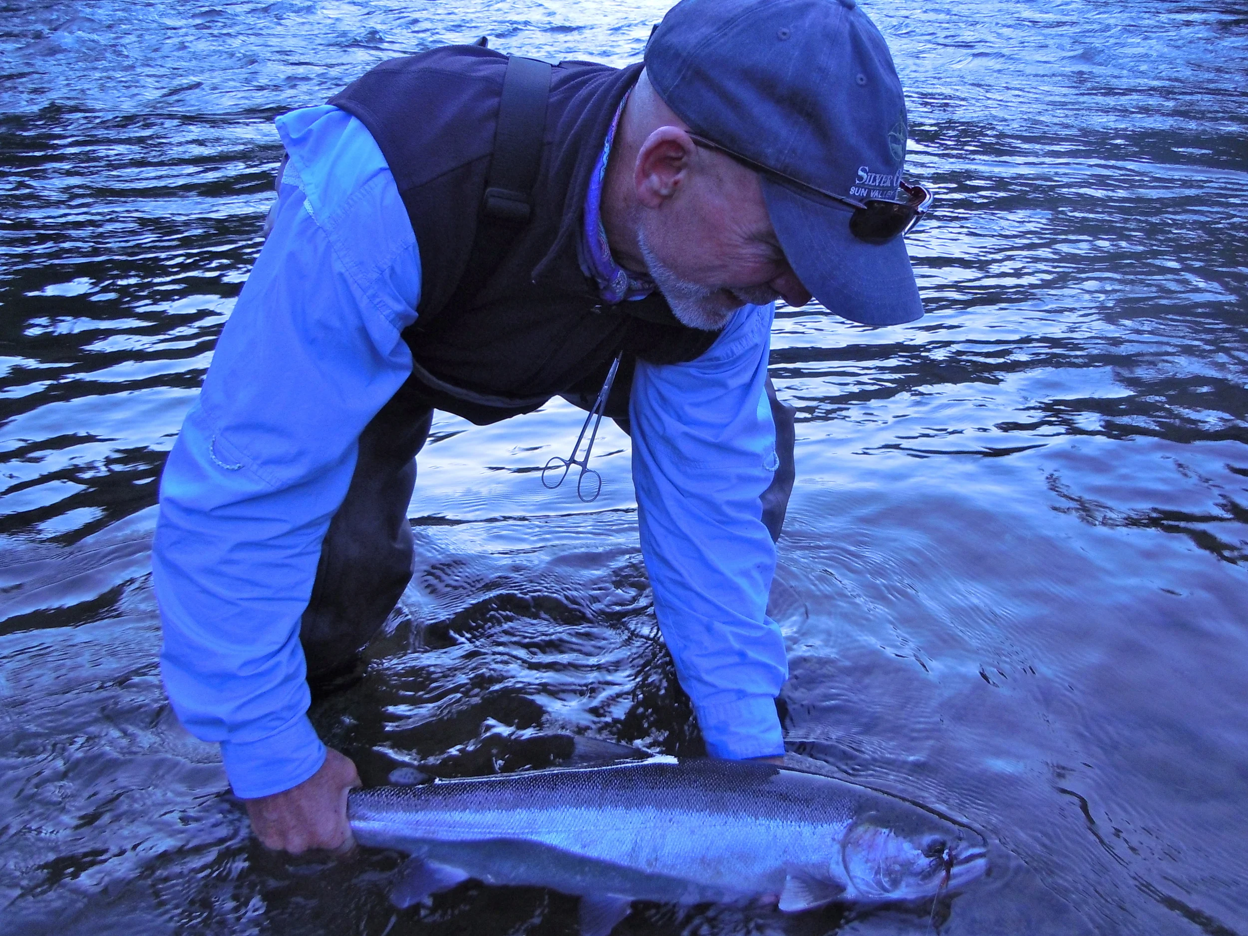 North Umpqua steelhead
