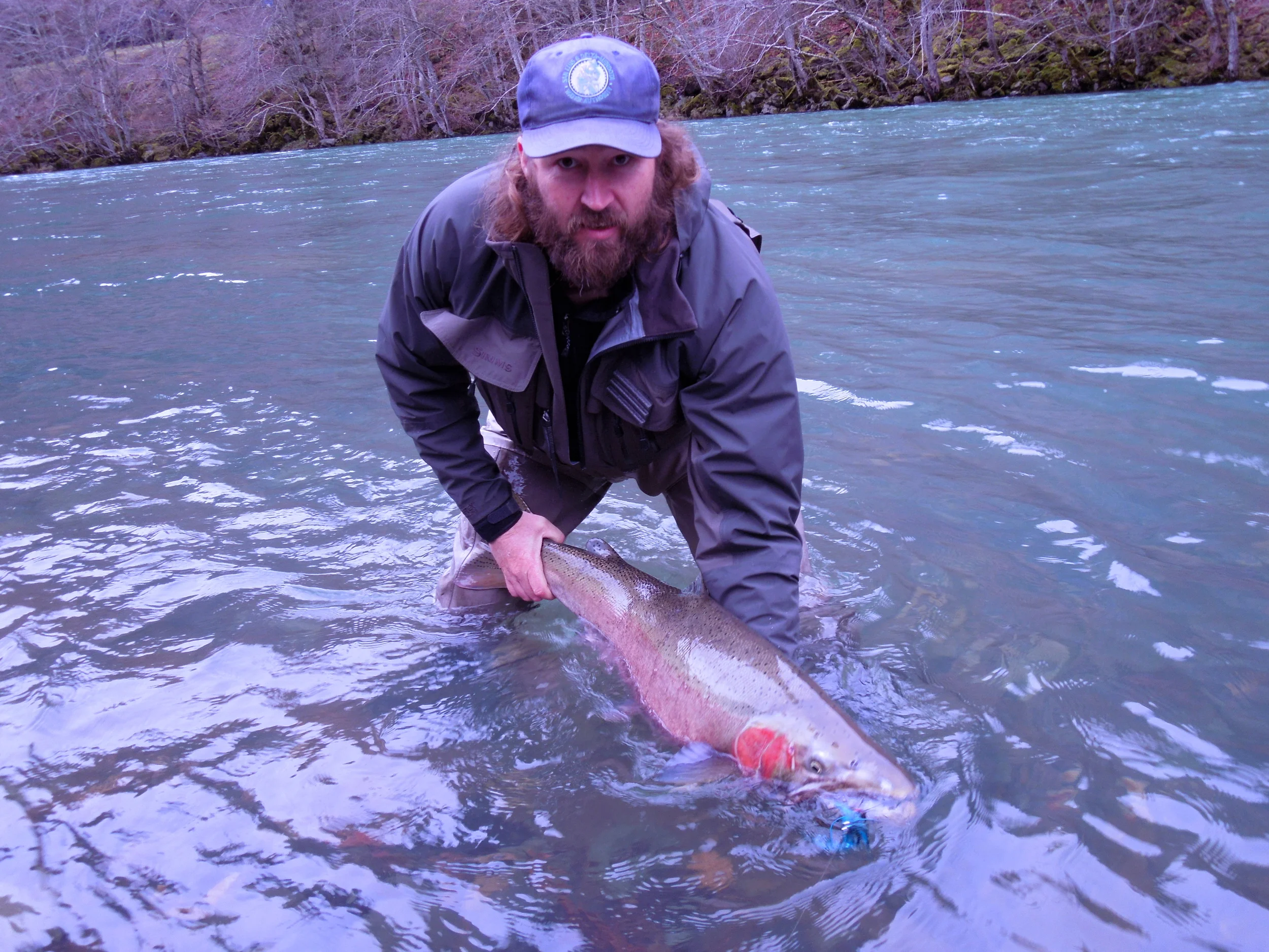 North Umpqua steelhead