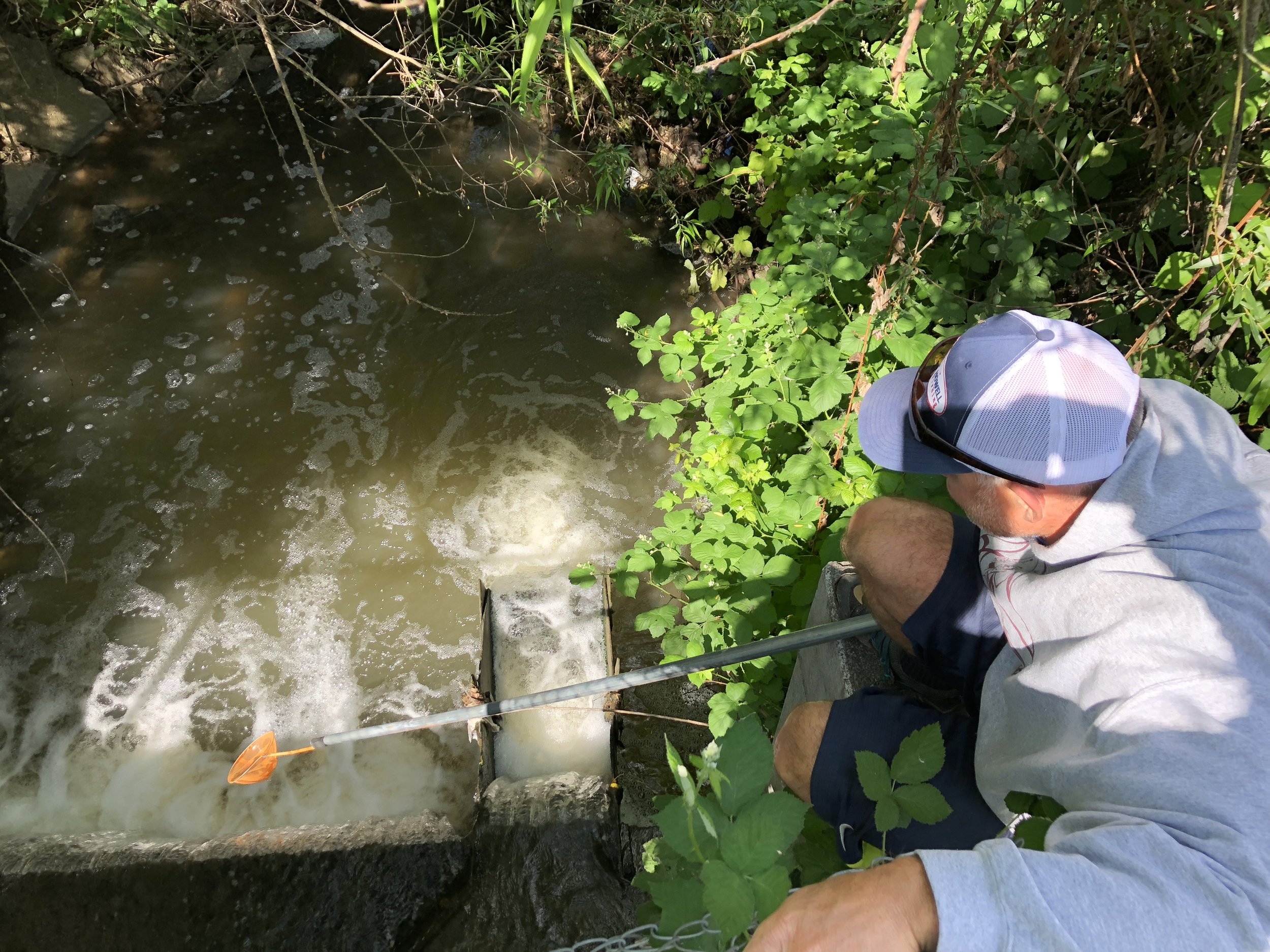 Trying to catch the fry jumping at Lazy Creek barrier before fish ladder.