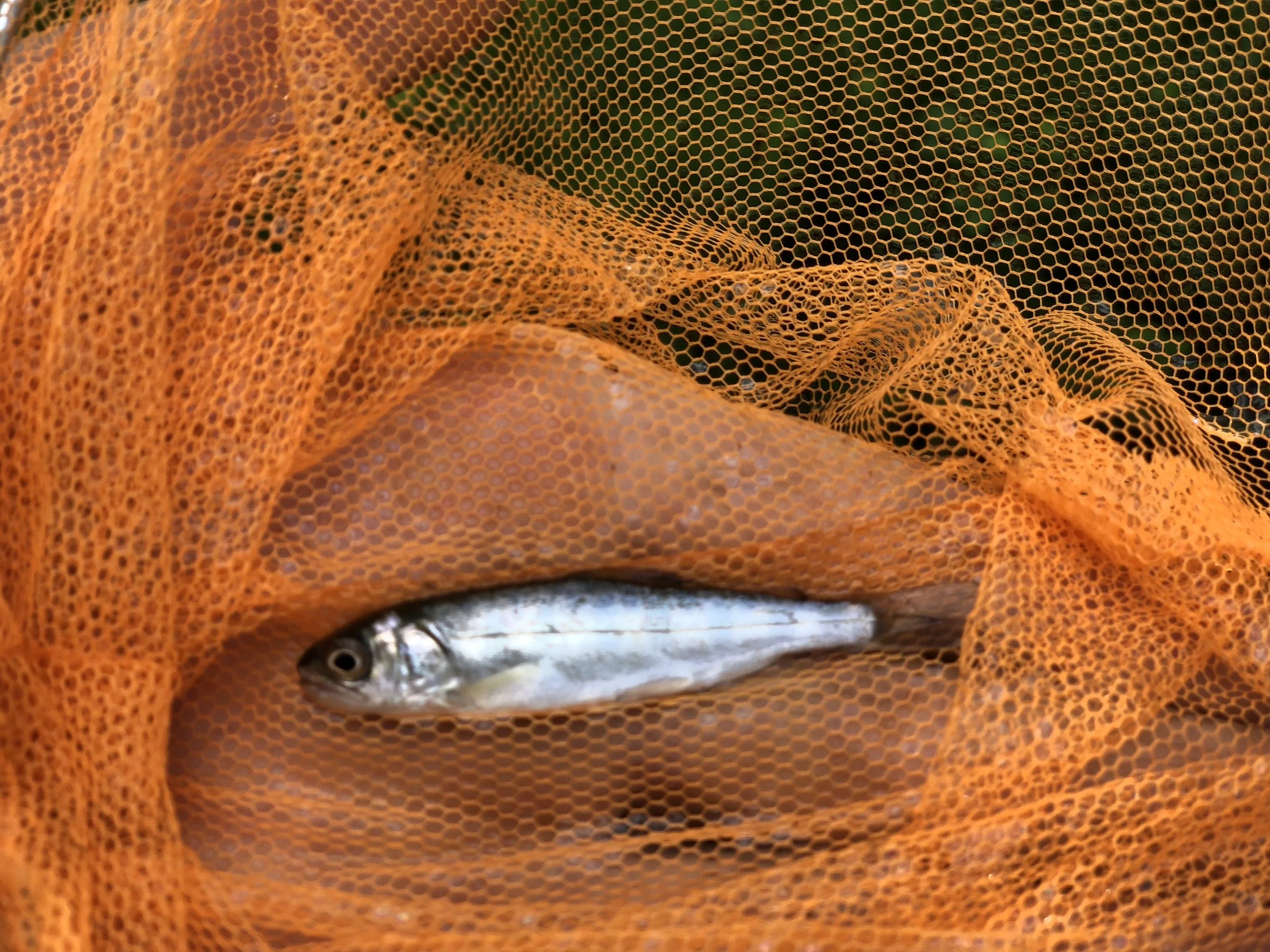 Got him, little chinook fry