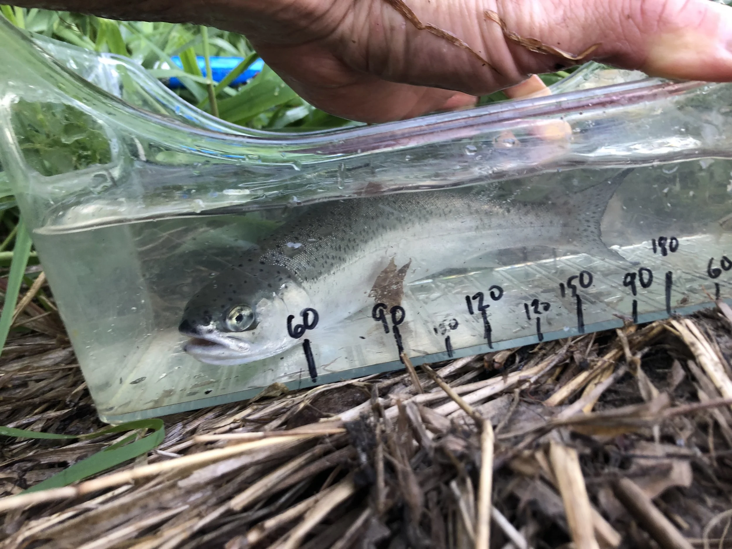 Smolt ready for down river journey to the salt