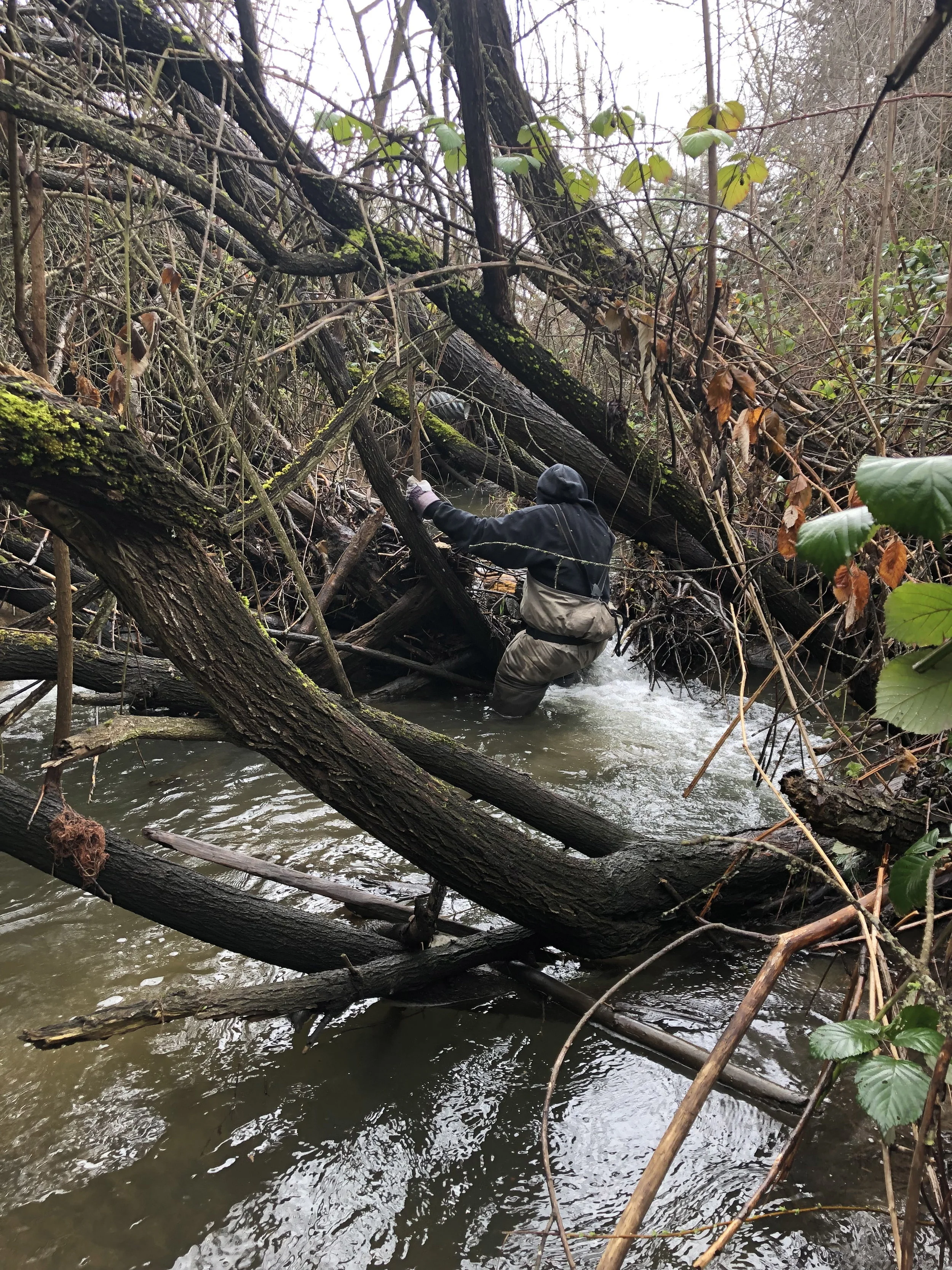 So much good habitat, working our way upstream of ladder in search of adults