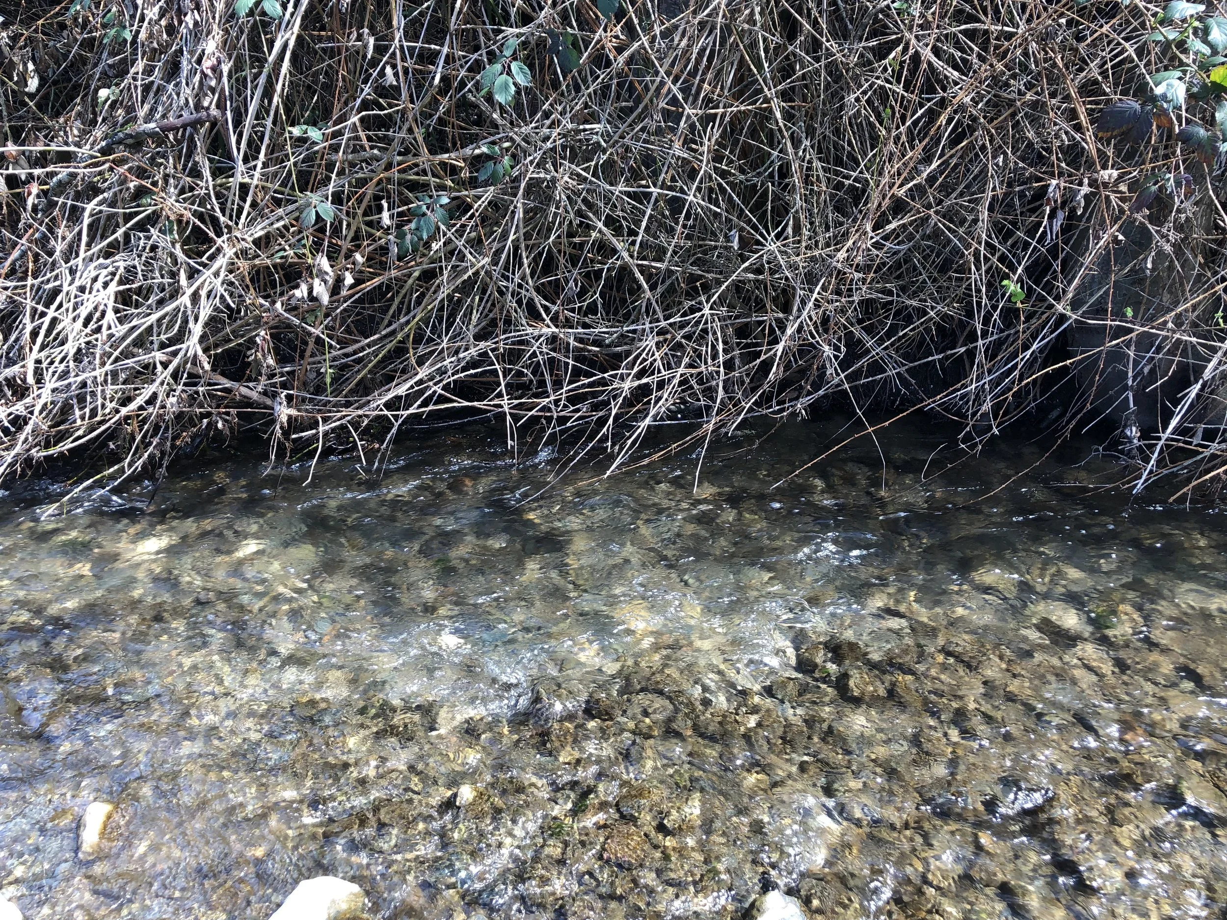 A redd, again in water steelies haven’t been in for 50 years!