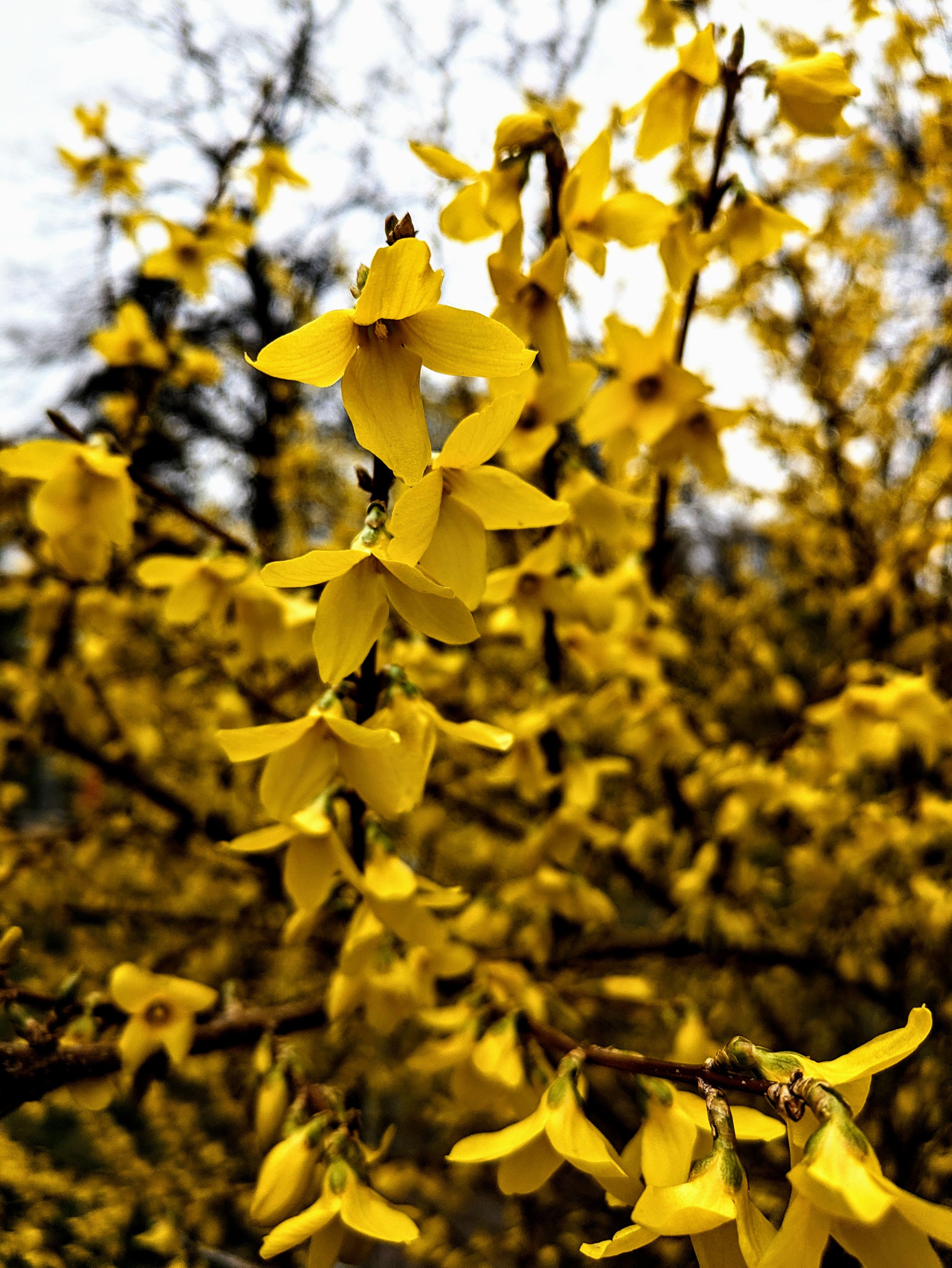 forsythia