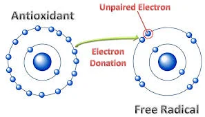 Antioxidants replace the stolen electron