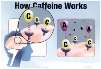 Restful Adenosine getting rejected as Caffeine takes it's spot in the cell receptor. The brain gets a false signal that all is well and there's no need to rest - while the cell keeps filling with toxins.
