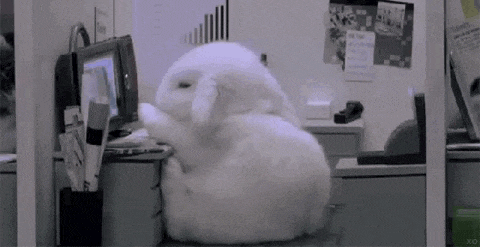 Bunny_Office.gif