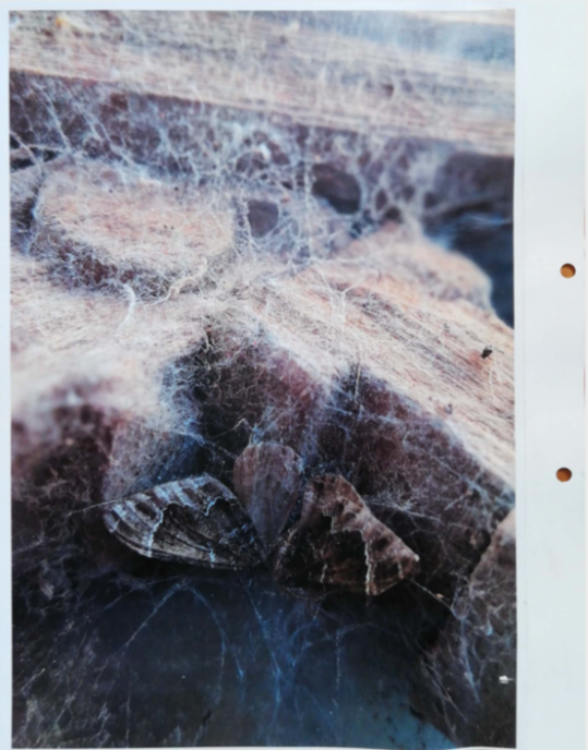 Screen Shot 2019-04-26 at 1.02.37 AM.png