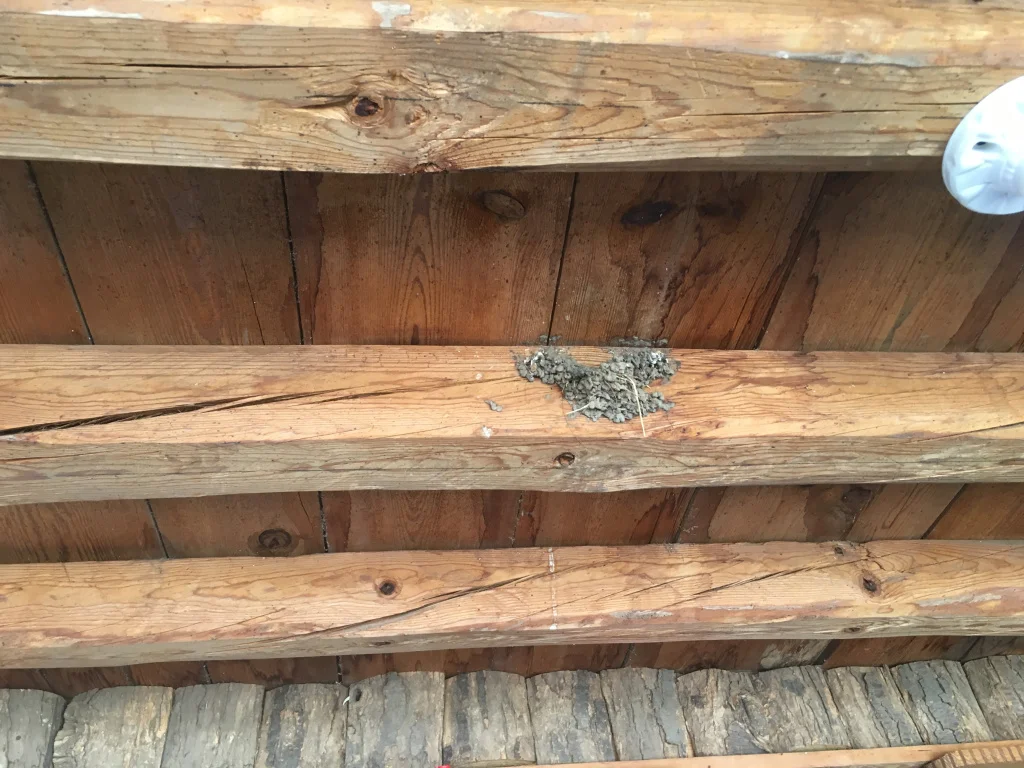 Nest of swallows in Lijiang Studio. This year, the swallows returned on the eve of the 24th February. Since then they have mended their old nest and decided to stay in spite of Rourou, the cat, who moved in after they had left last year.