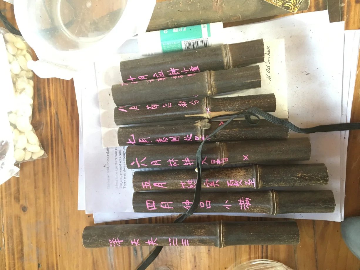 Eight of twelve prepared bamboo pipes ready to join the already installed four pipes in the Qimometer