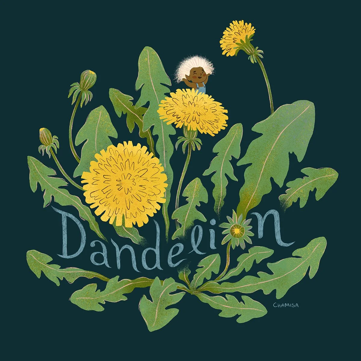 Botanical illustration of a sweet dandelion plant, a tiny elf or gnome popping out of one of the flowers. Part of the tiny gardeners series by illustrator Chamisa Kellogg.