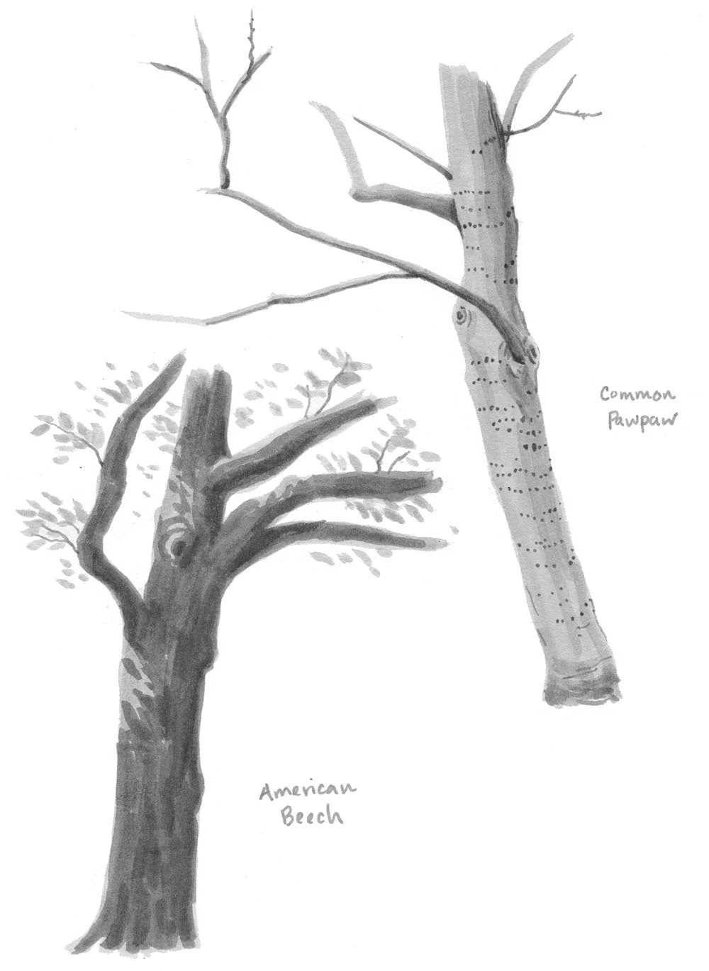 Arboretum1-small.jpg