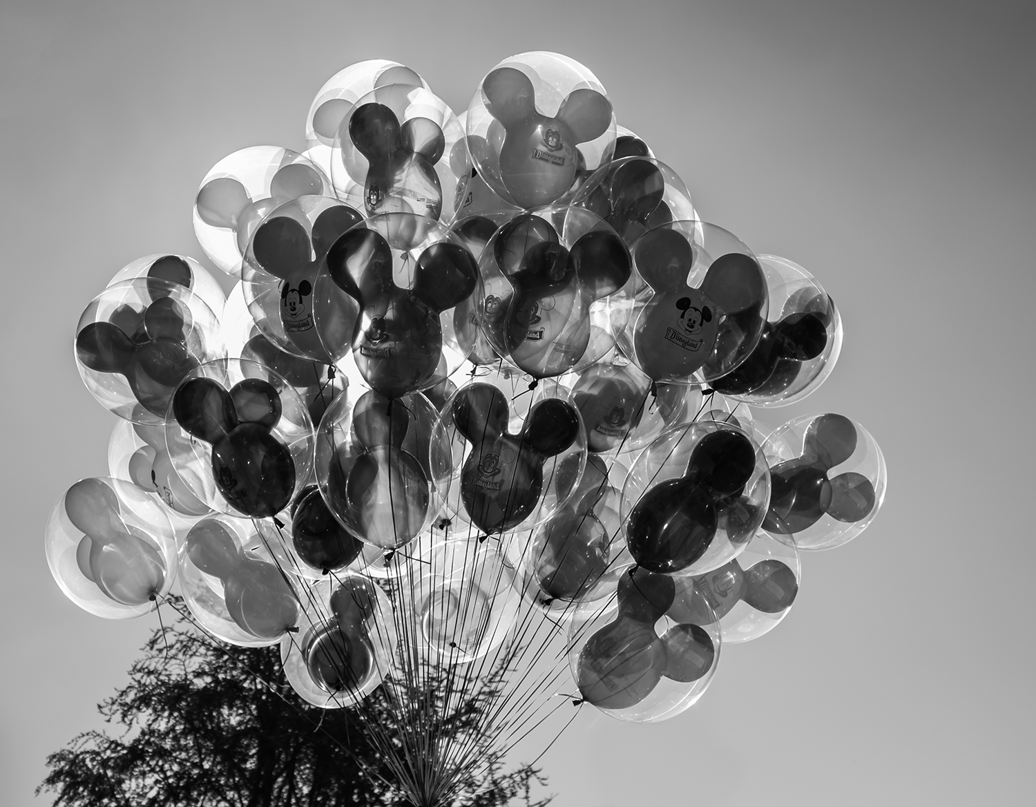 Patrick_Shipstad_Disneyland_C_2015_24.jpg