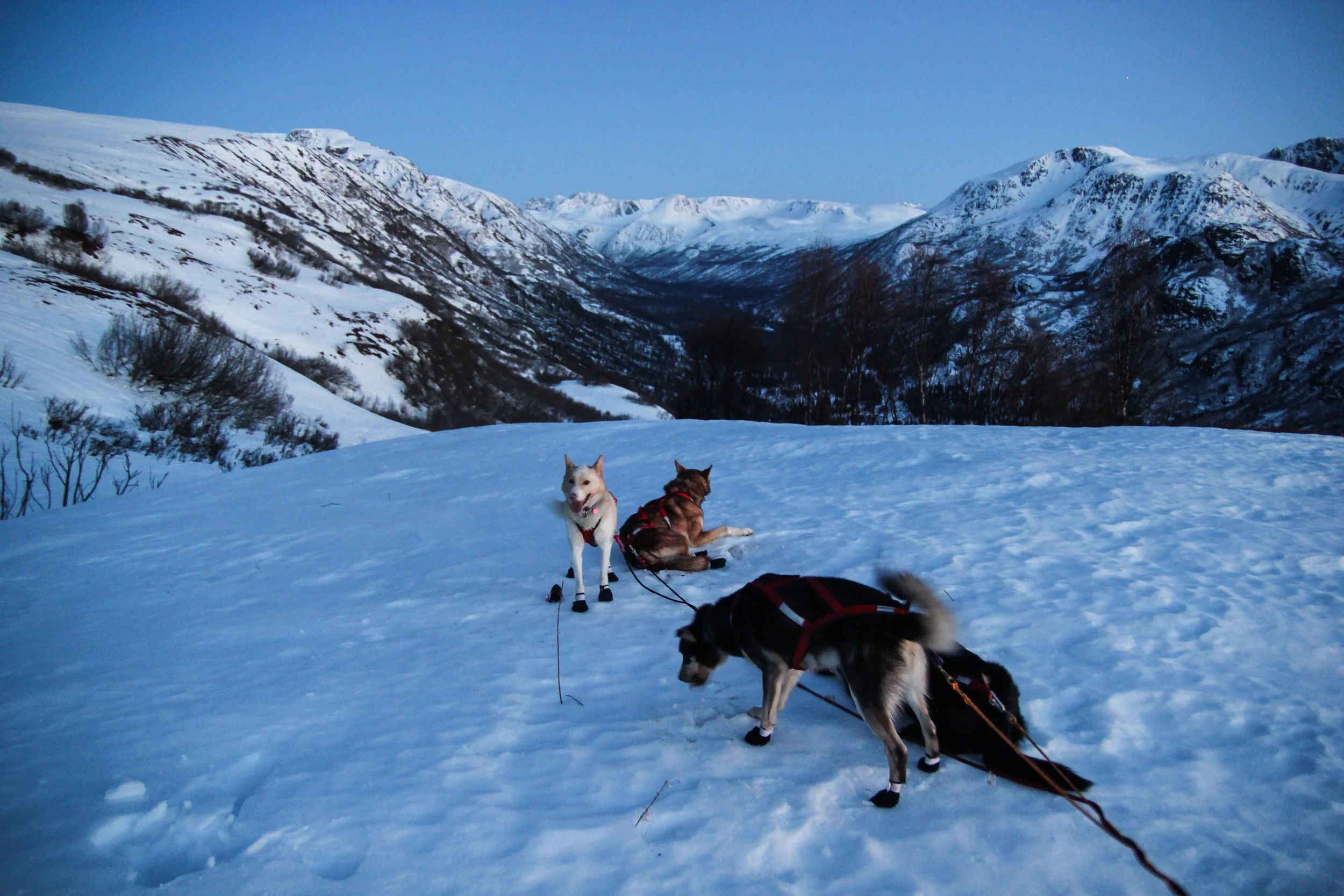 Dogs enjoying the view of the valley below.