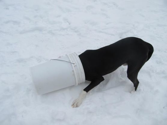 bucket cleaner.jpg