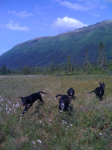 pups in meadow.jpg