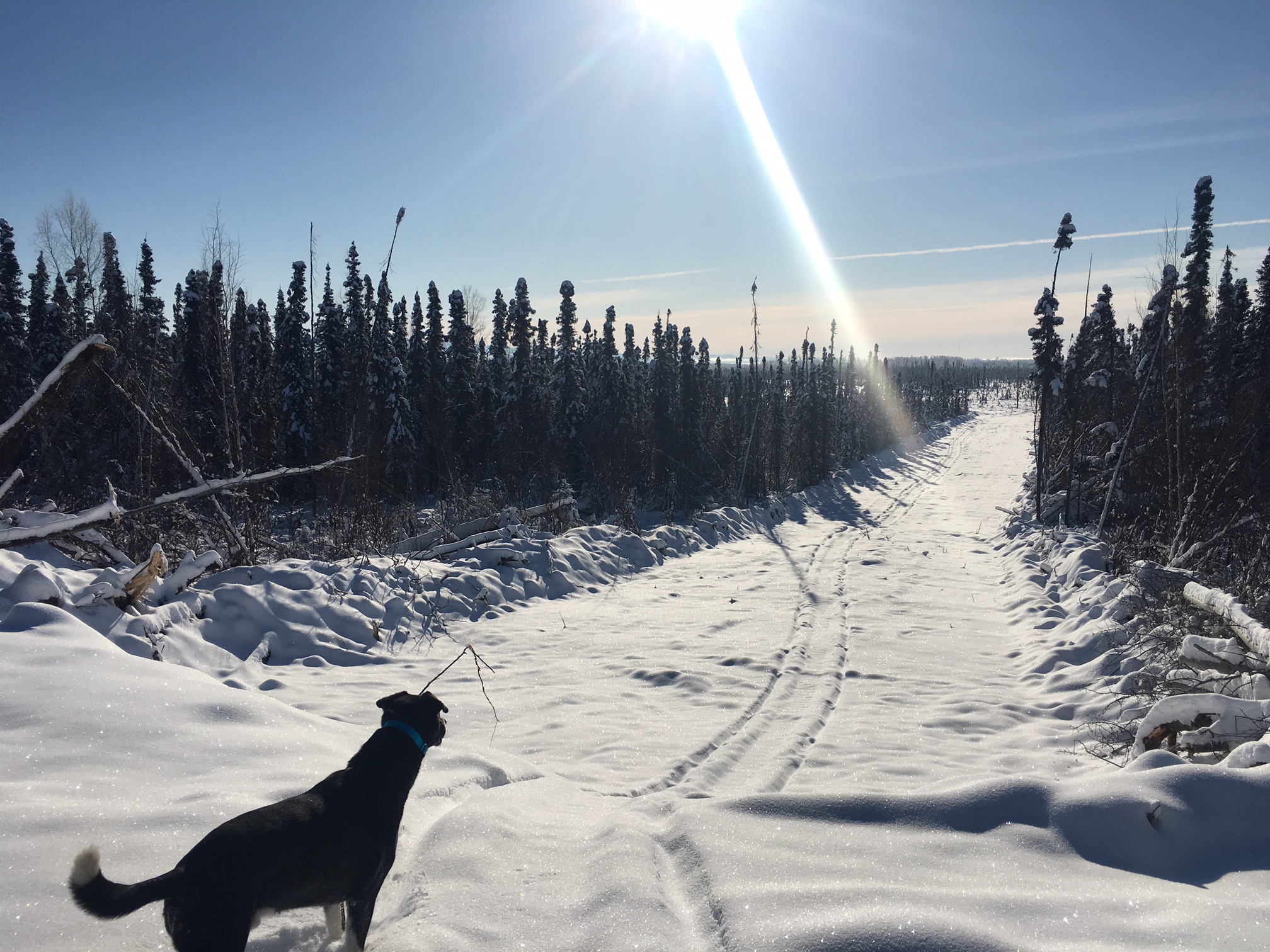 Big Change at Bacon's Acres