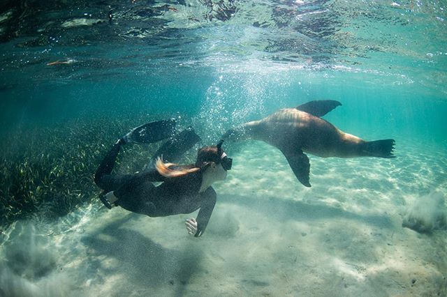 @t_simpkins swimming around, and around, in circles with an Australian sea lion. It&rsquo;s good to be back in WA.