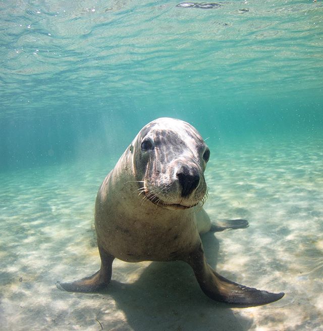 Australian sea lions are neat for a number of reasons: they are endemic, monotypic, and have an weird, abnormal breeding cycle, but I mostly like them because they&rsquo;re the closest to underwater puppies.