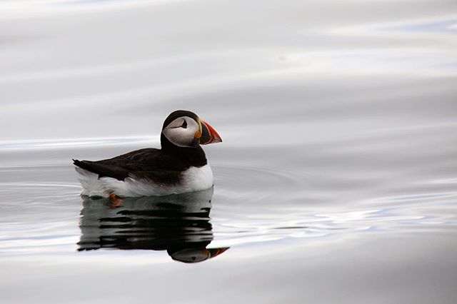 An Atlantic puffin swimming along in the Westfjords. This was taken while on a trip circumnavigating Iceland on the National Geographic Explorer last summer&mdash;not to puff myself up or anything, but bouncing between Alaska and here a couple times 