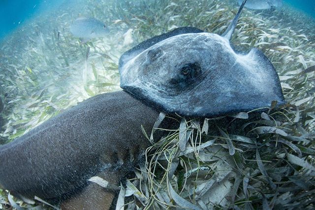 My current mood as I try to finish several projects before a trip next week. 
Featuring a nurse shark and whip ray off the coast of Belize.