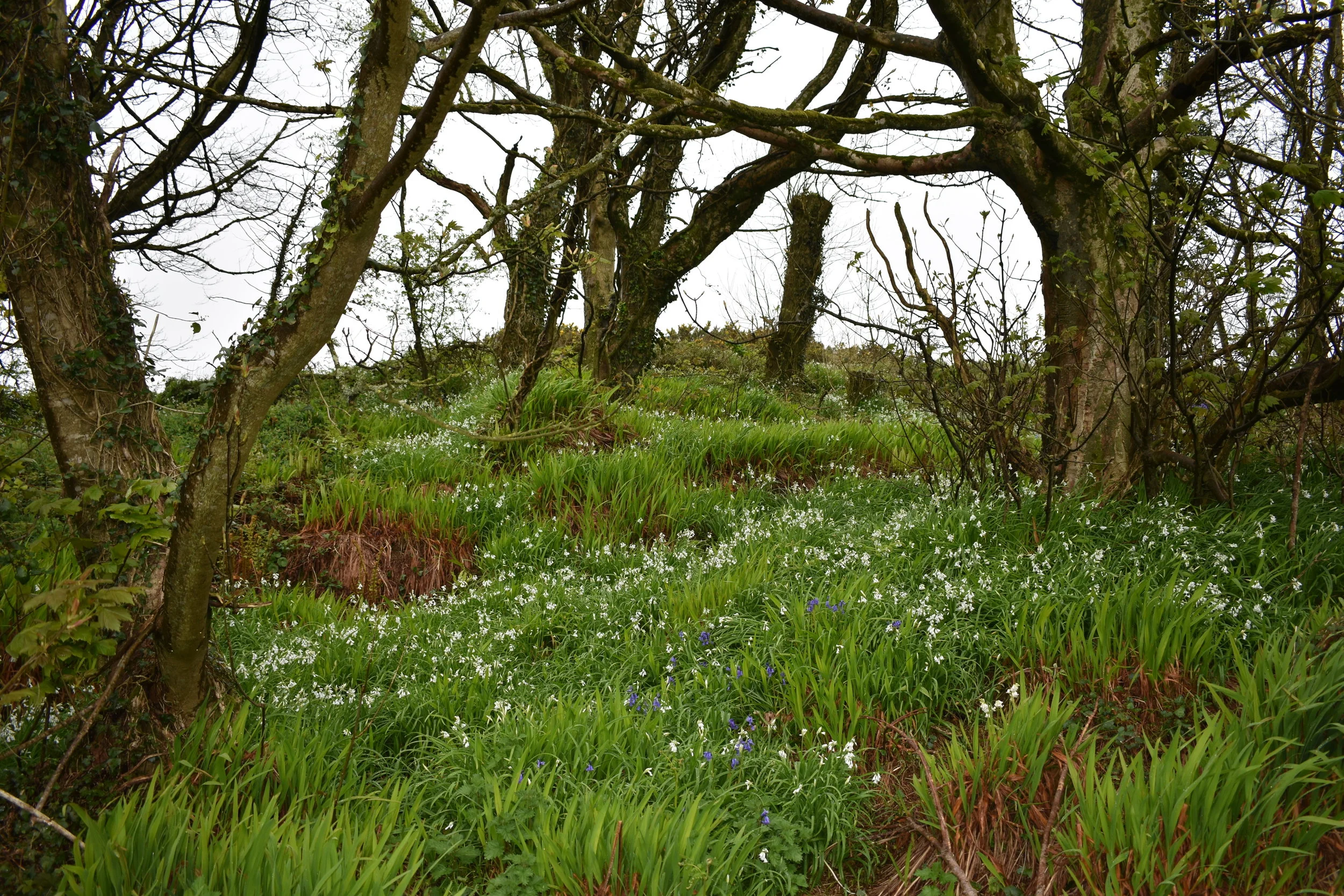 bluebell wood.jpg