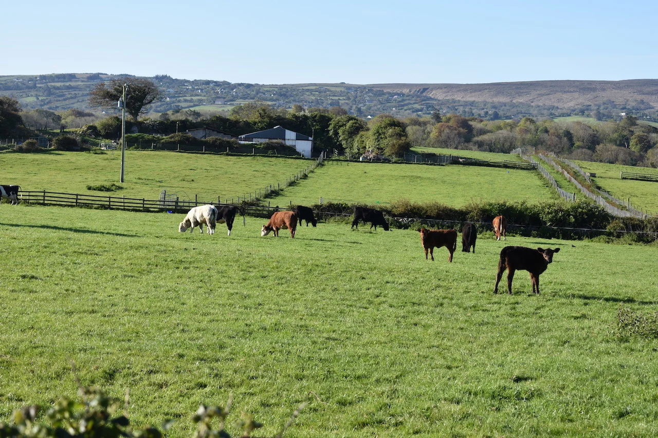 Tralee copy.jpg