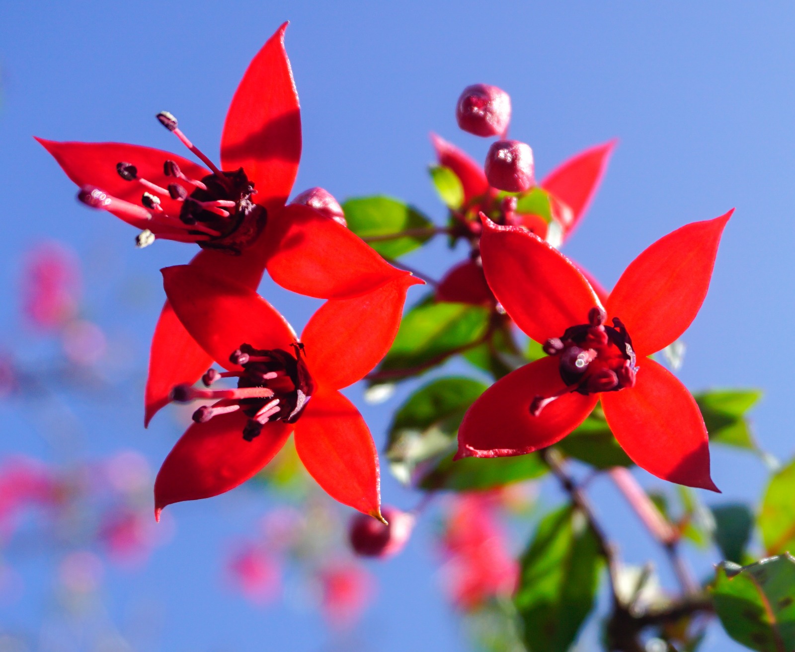 Growing in Beauty.jpeg