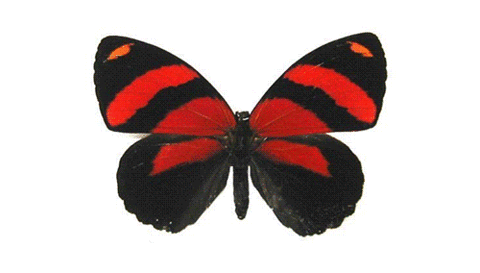 75a3c5633da5cd8276b2b3584d31af.gif