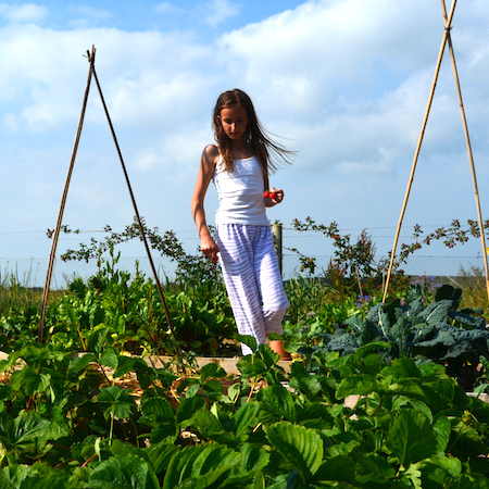 GROWING AND HARVESTING - tend to the plants in the food garden and polytunnel and harvest fresh ingredients for the kitchen team.