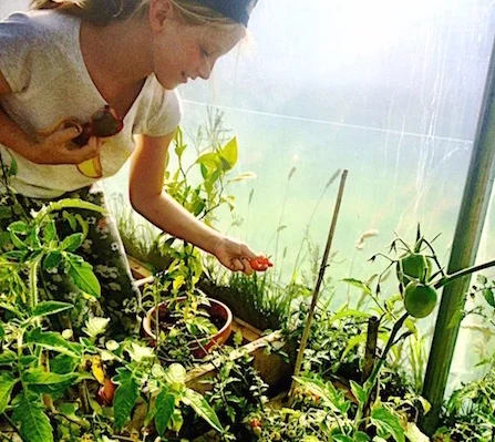we harvested homegrown tomatoes and cucumbers from the polytunnel