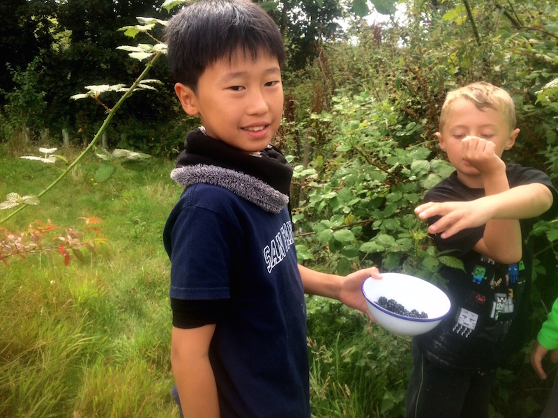  picking blackberries for apple and blackberry crumble cooked in the cob oven 