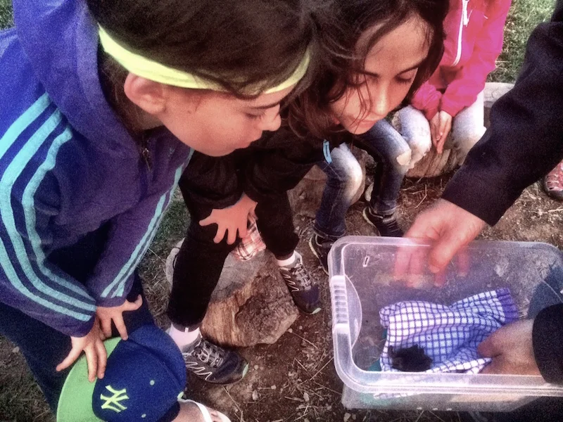 seeing the pipistrelle bats up close