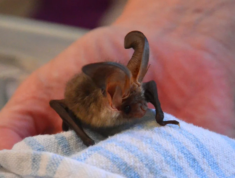 Timmy the brown long eared bat