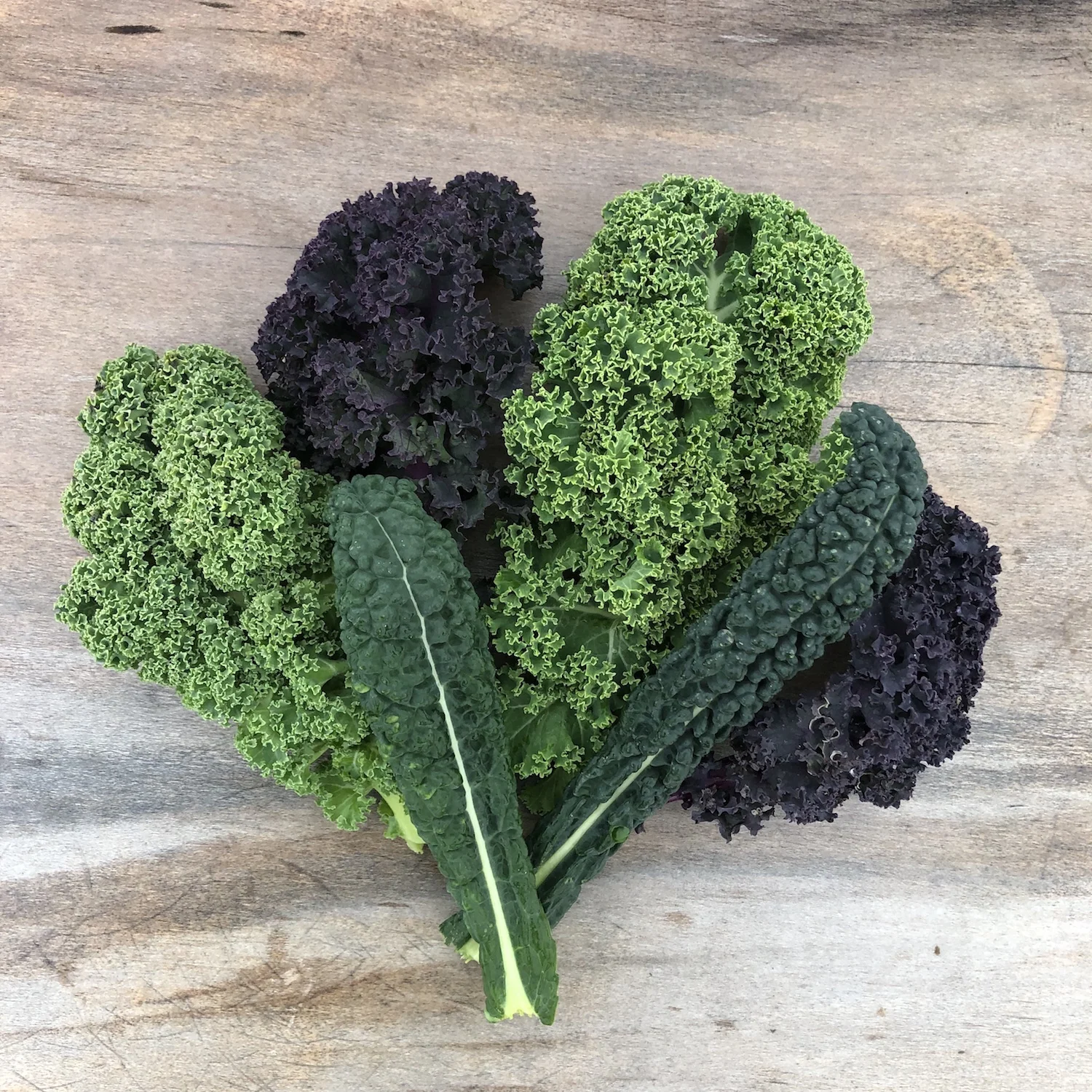 kale summer camp children.jpg