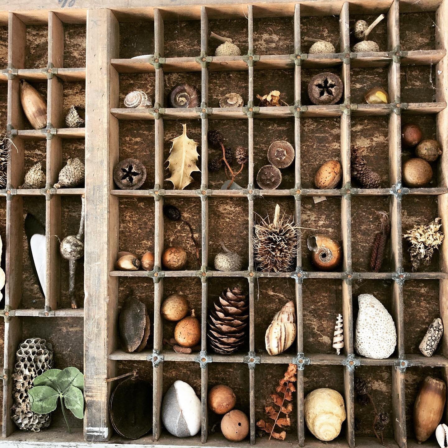 Foraged treasures in camp&rsquo;s off grid office. Reminders of walks, travels and the beauty of nature 🍂🐚🌎