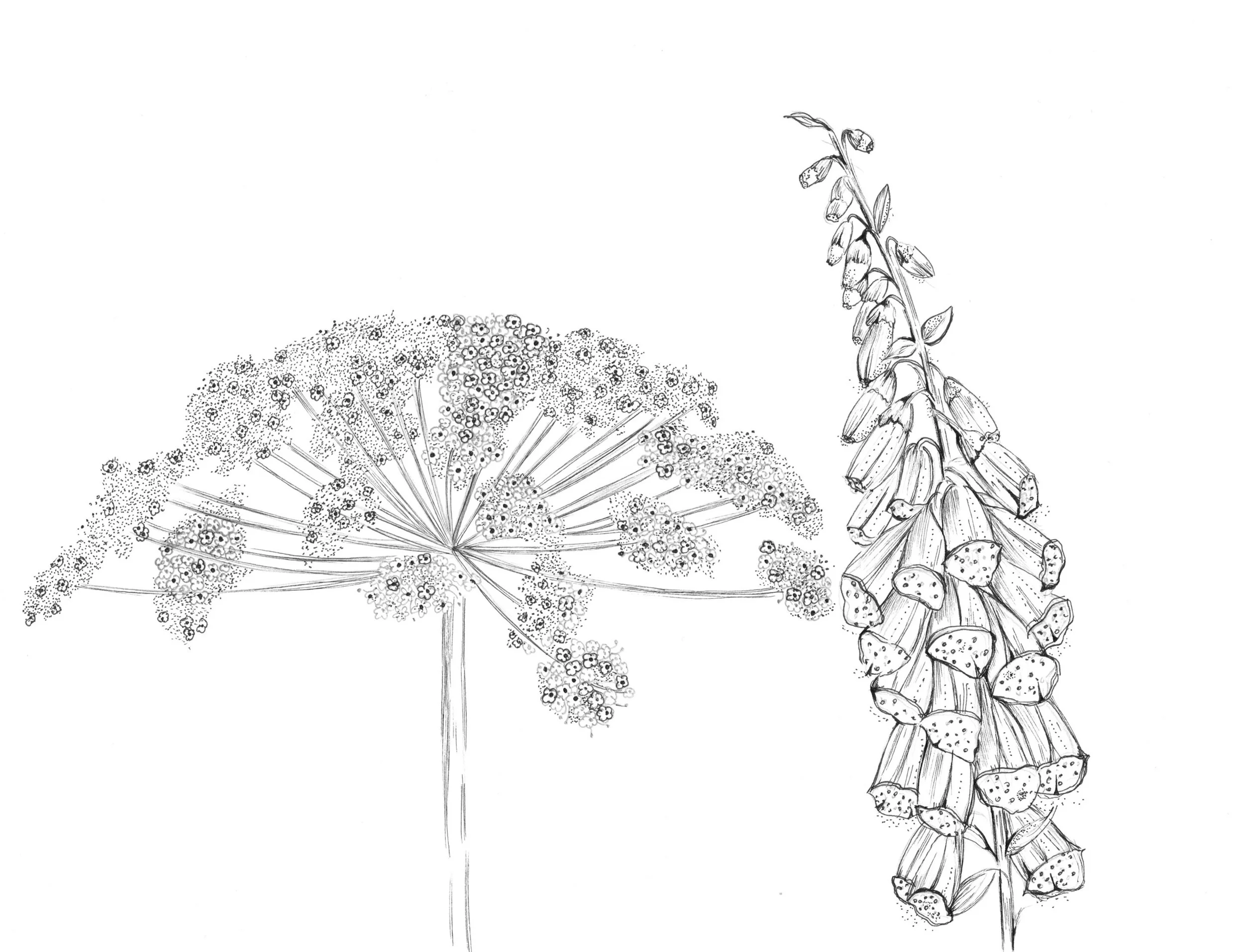 drawings f.jpg
