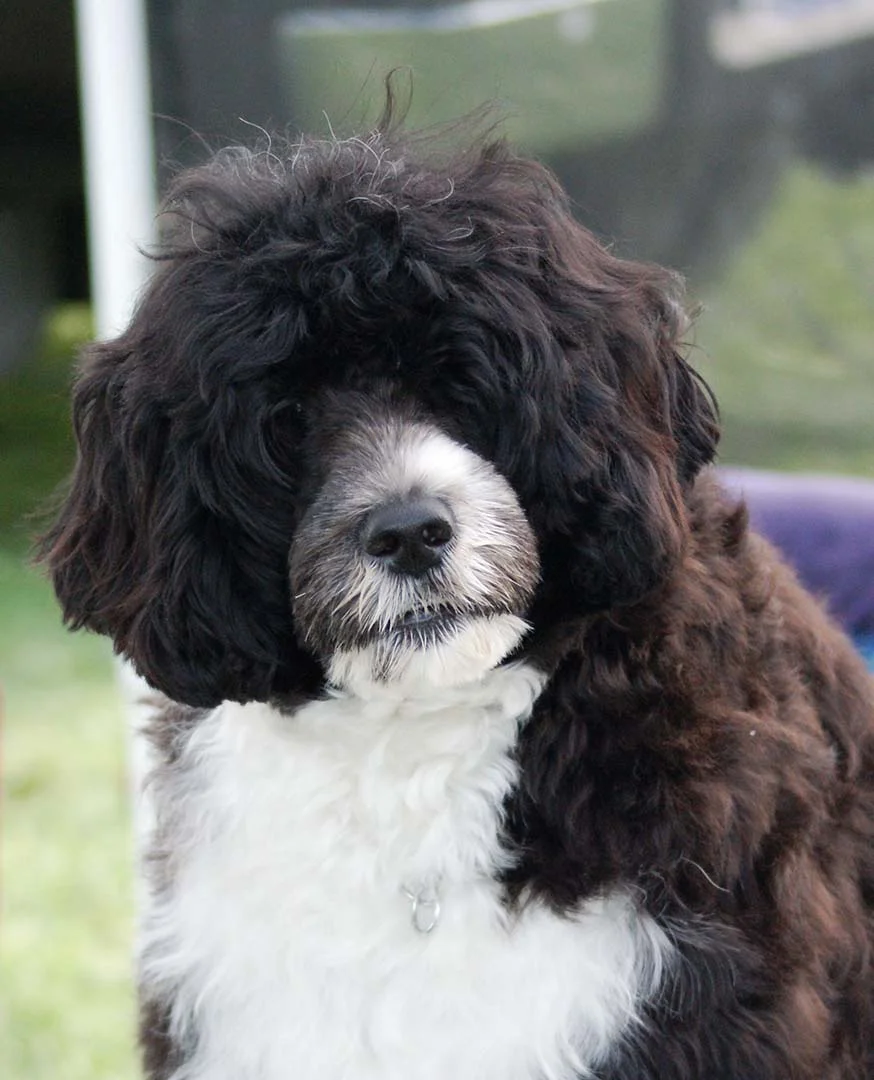 Inara one year in Canada1.JPG