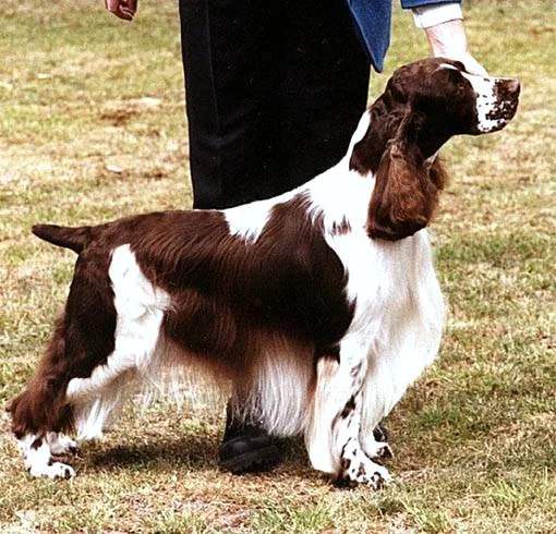 Onni-stacked.jpg