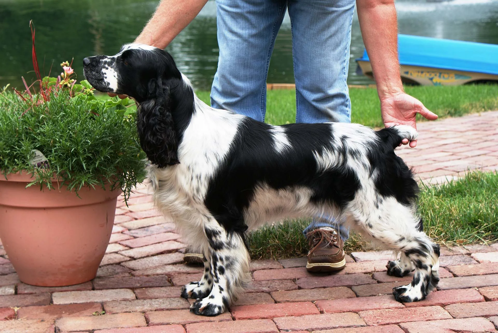 Deedee at 3.5 years.JPG