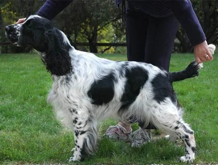 Bred and owned by Annika & Harold Ulltveit-Moe from Sweden