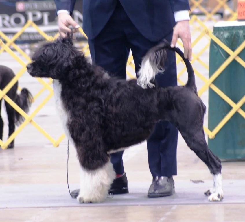 Winners in Chicago at IKC Shows