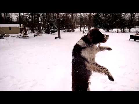 English Springer Spaniel playing with Portugese Water Dogs