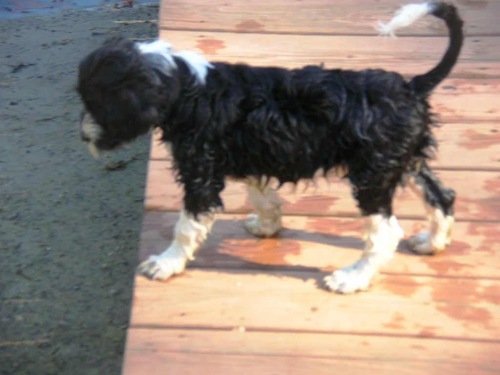 I Don't Want a Show Dog, I Just Want a Pet.