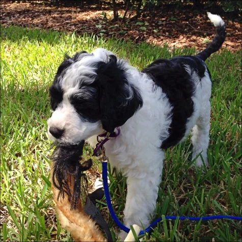 Teaching a Dog that Learning is fun