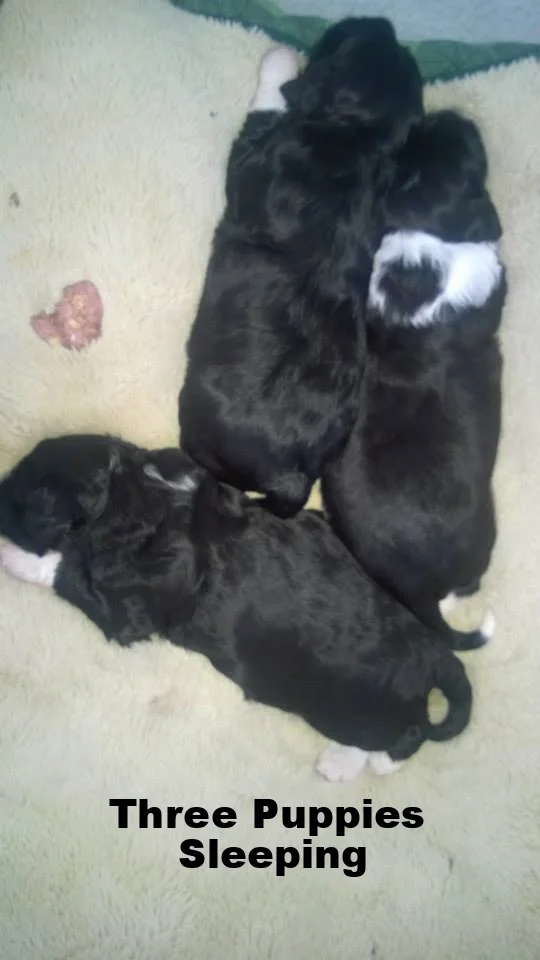 3 puppies.jpg