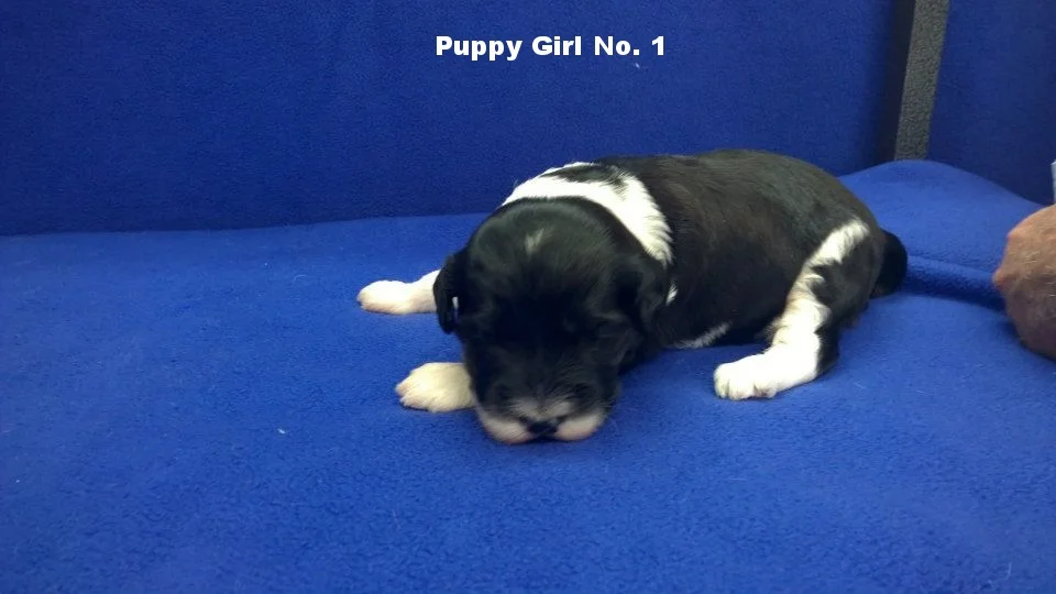 Girl 2 weeks.jpg