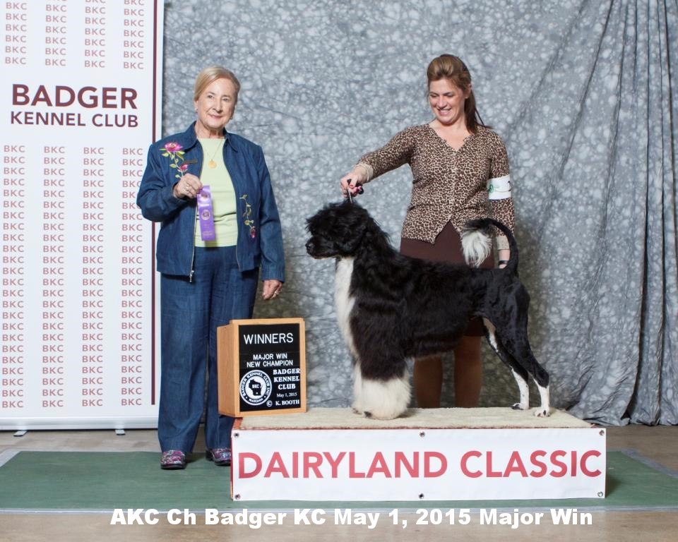 Minnie AKC Ch Photo Badger KC May 1, 2015